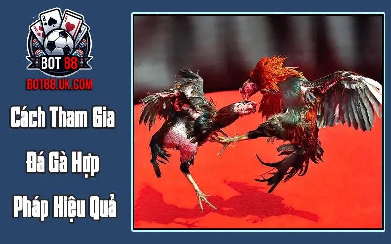 Cách Tham Gia Đá Gà Hợp Pháp Hiệu Quả