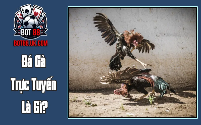 Đá Gà Trực Tuyến Là Gì?