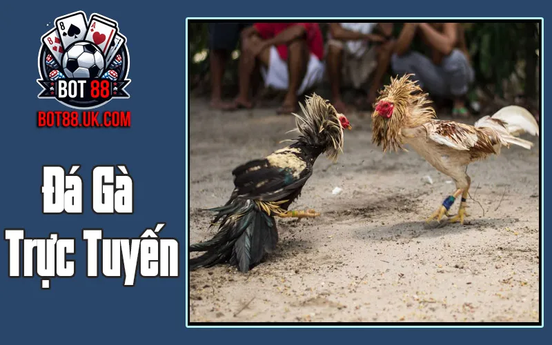 Đá Gà Trực Tuyến