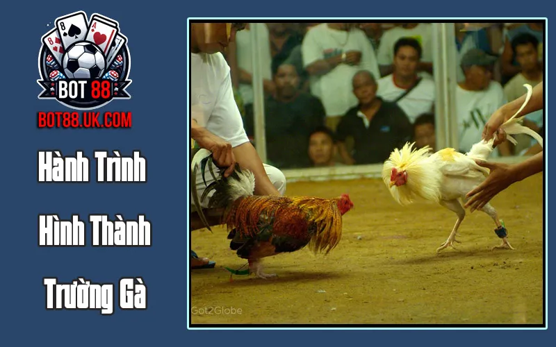 Hành Trình Hình Thành Trường Gà
