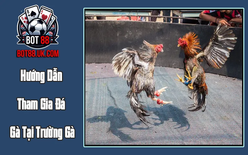 Hướng Dẫn Tham Gia Đá Gà Tại Trường Gà
