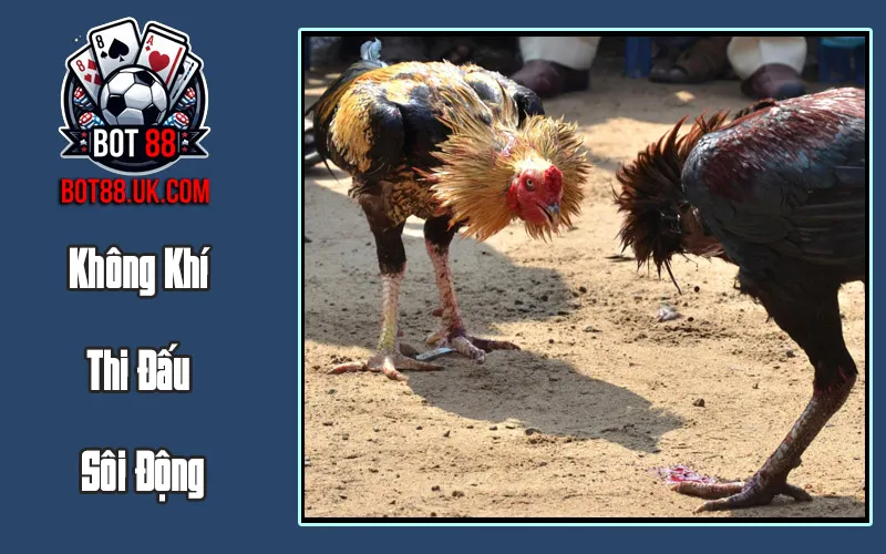 Không Khí Thi Đấu Sôi Động