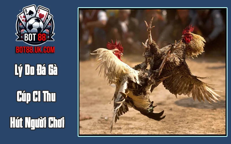 Lý Do Đá Gà Cúp C1 Thu Hút Người Chơi