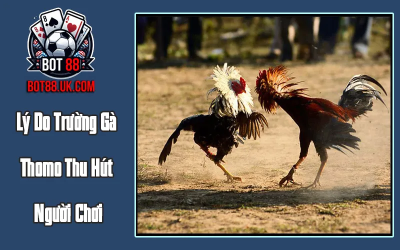Lý Do Trường Gà Thomo Thu Hút Người Chơi
