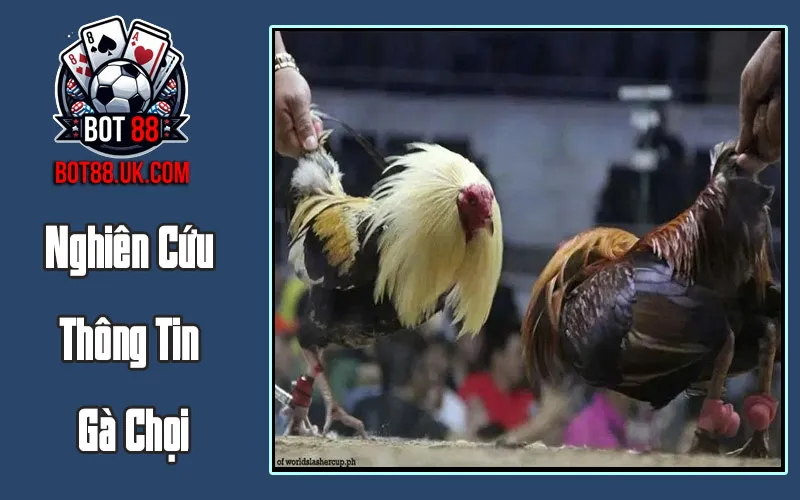 Nghiên Cứu Thông Tin Gà Chọi