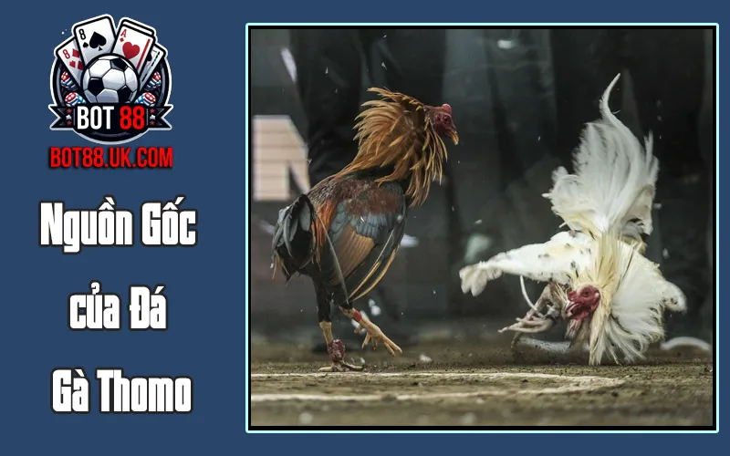 Nguồn Gốc của Đá Gà Thomo