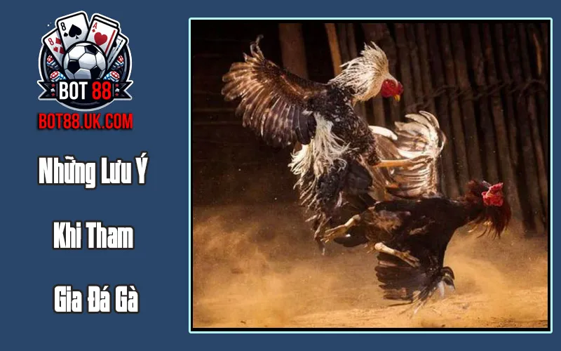 Những Lưu Ý Khi Tham Gia Đá Gà