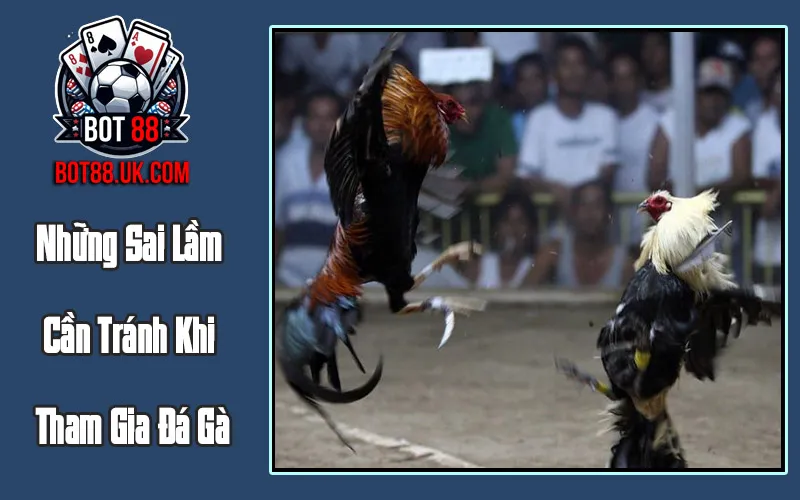 Những Sai Lầm Cần Tránh Khi Tham Gia Đá Gà