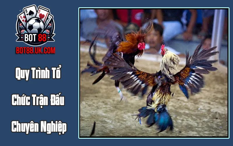 Quy Trình Tổ Chức Trận Đấu Chuyên Nghiệp
