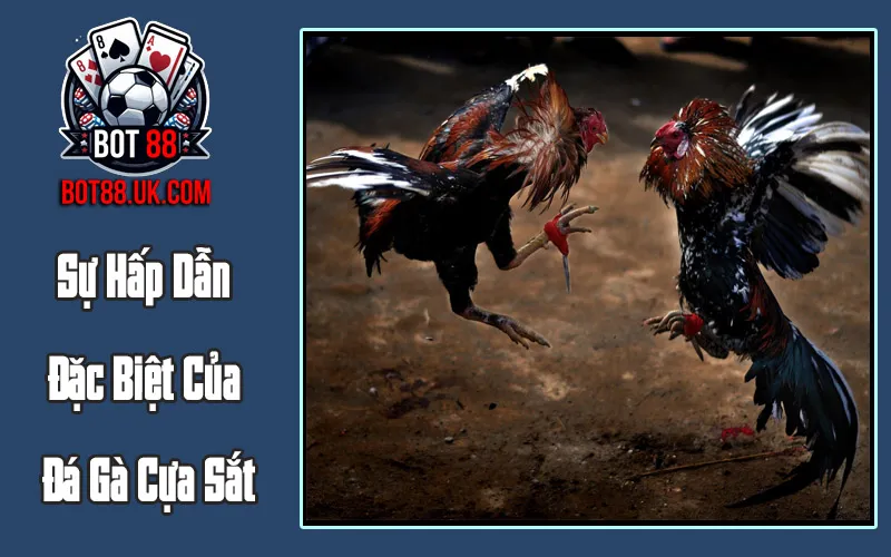 Sự Hấp Dẫn Đặc Biệt Của Đá Gà Cựa Sắt Sự Hấp Dẫn Đặc Biệt Của Đá Gà Cựa Sắt