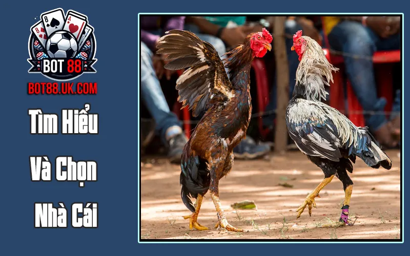 Tìm Hiểu Và Chọn Nhà Cái