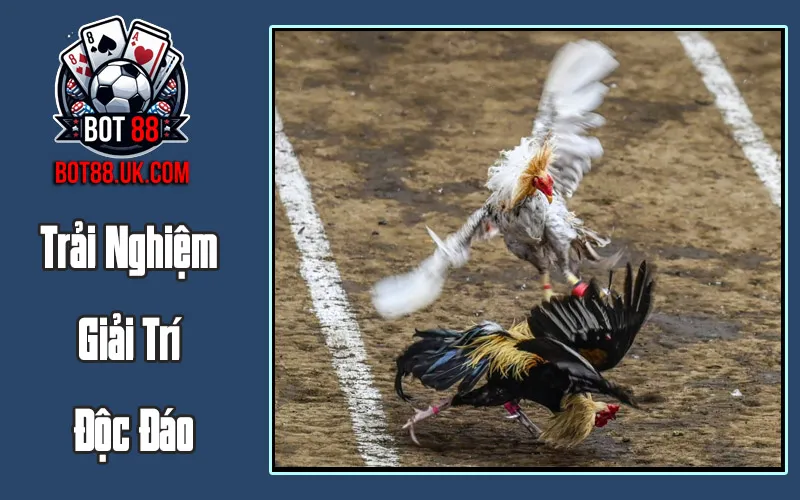 Trải Nghiệm Giải Trí Độc Đáo