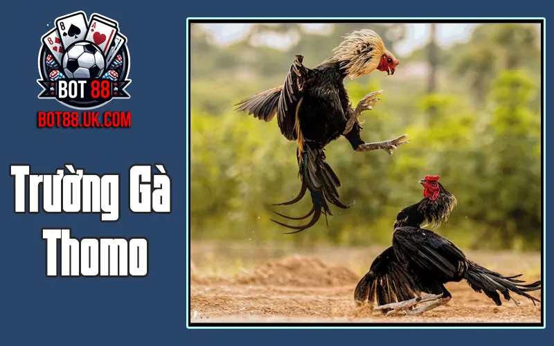 Trường Gà Thomo